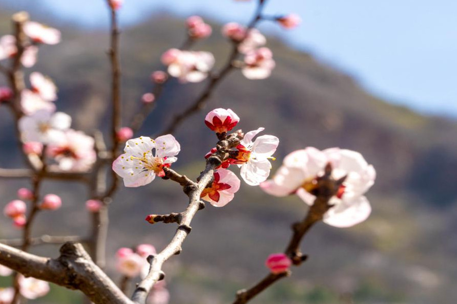 北京平谷萬(wàn)畝杏花盛放 特產(chǎn)果品北寨紅杏6月進(jìn)入盛果期