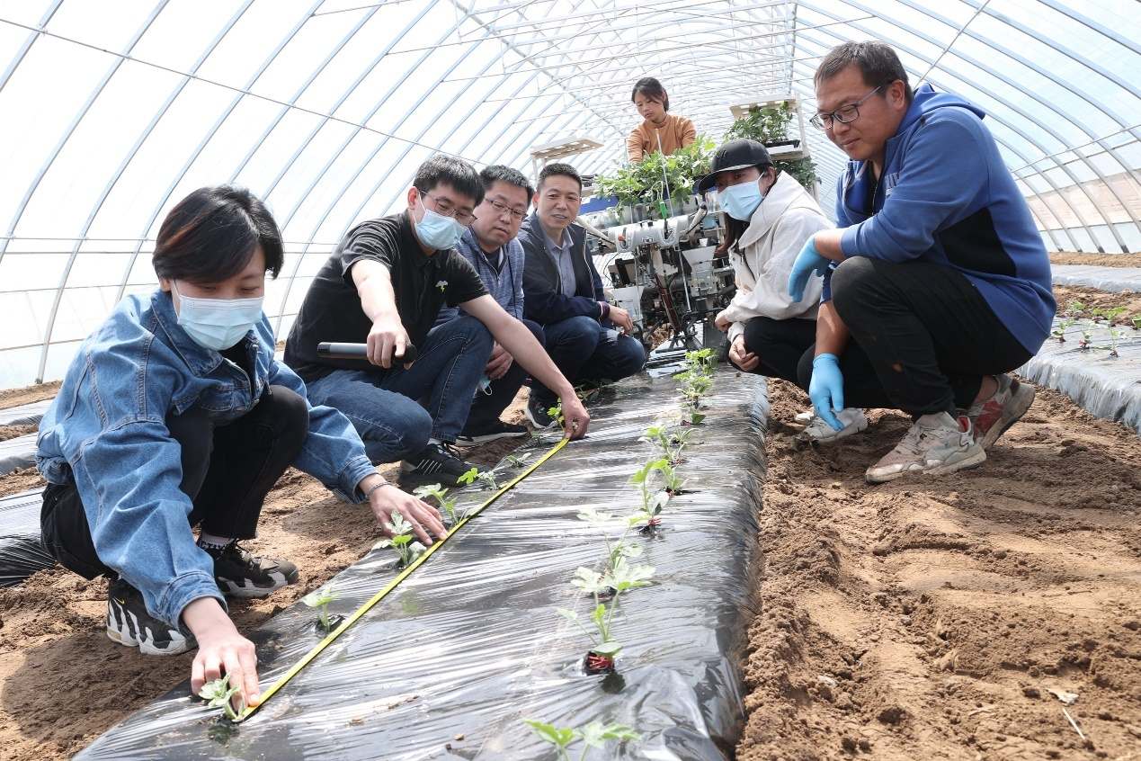 ?北京西瓜種植逐步實(shí)現(xiàn)全程機(jī)械化 提質(zhì)增效促發(fā)展