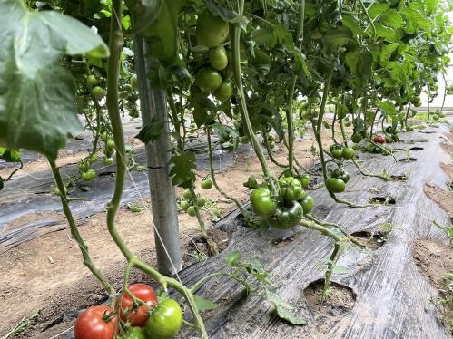 疫情防控關鍵期  設施蔬菜保供這樣做