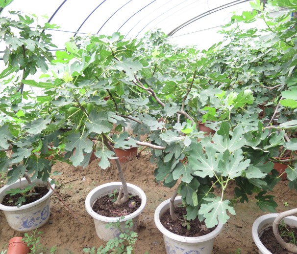 無花果盆栽技術 點亮家庭園藝