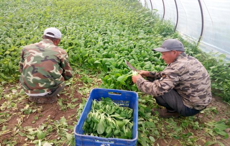 夏季苗菜采后怎么管理 農業(yè)專家給你支招