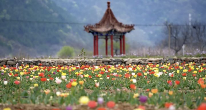 北京鄉(xiāng)村振興故事——“桃園＋花卉＋食用菌”打出林下經(jīng)濟(jì)組合拳