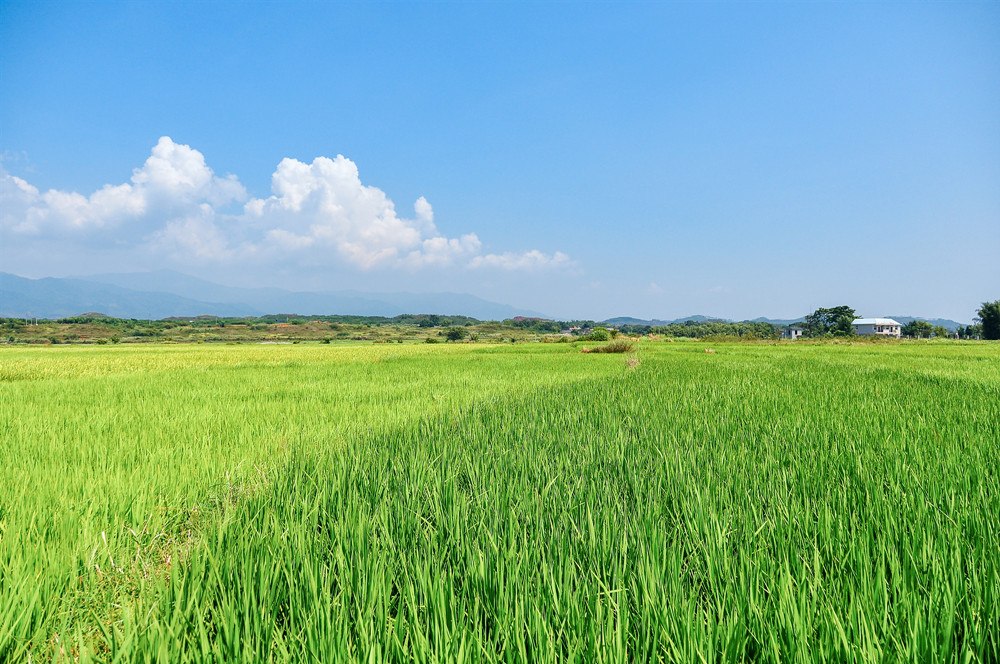 北京市農(nóng)業(yè)農(nóng)村局：走進(jìn)田間地頭指導(dǎo)災(zāi)后生產(chǎn)