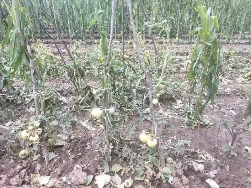 風雹、暴雨災后 如何開展災后蔬菜生產(chǎn)恢復