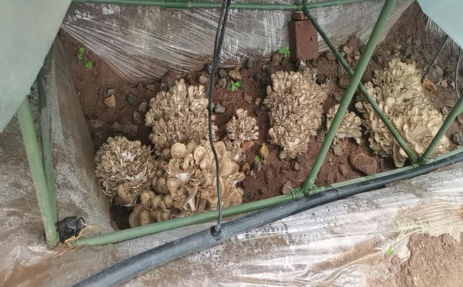 高溫期食用菌生產(chǎn)如何應對