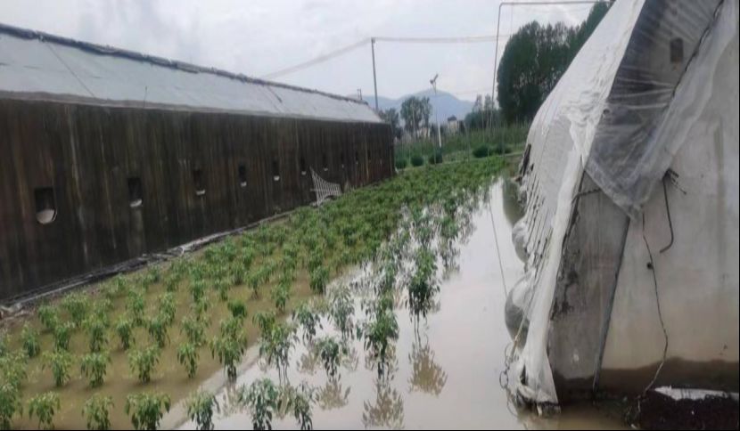 遇上連續(xù)陰雨 蔬菜該如何管理
