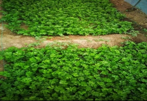 芹菜夏季采后管理要細致