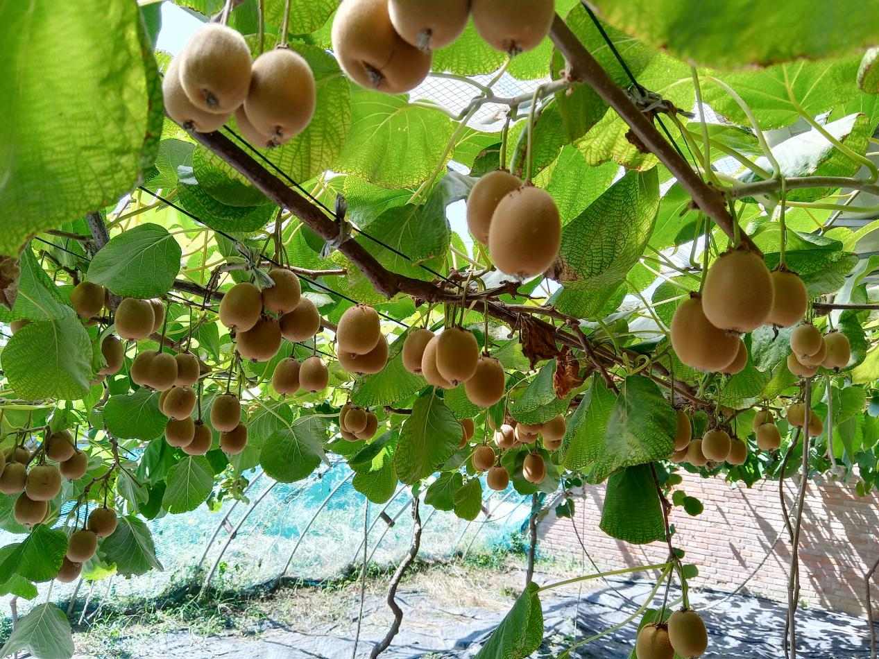 傲嬌南果如何應(yīng)對北方秋寒