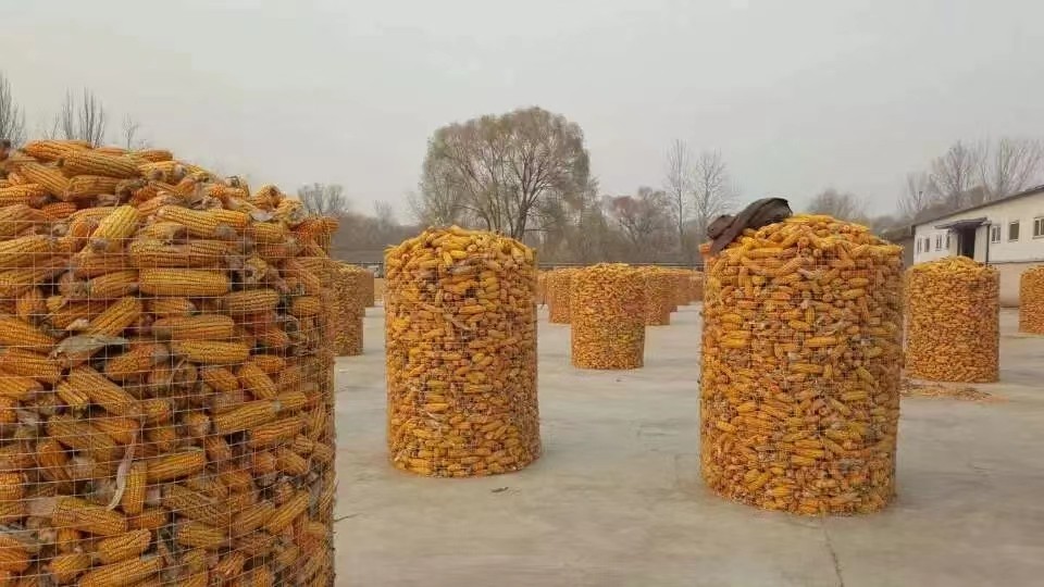 北京市農(nóng)業(yè)技術(shù)推廣站特提出籽粒玉米安全儲藏技術(shù)指導意見