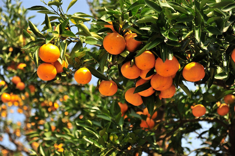 四項(xiàng)農(nóng)產(chǎn)品生產(chǎn)質(zhì)量安全控制規(guī)范將于2023年1月1日實(shí)施