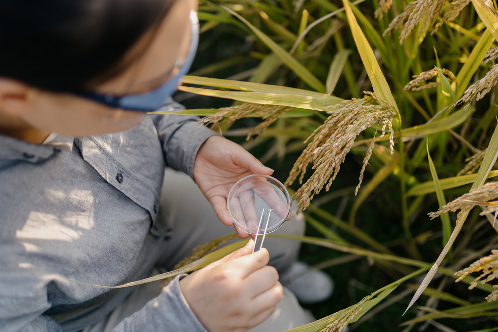 北京市植物保護(hù)站：硫磺熏蒸防治白粉病效果好