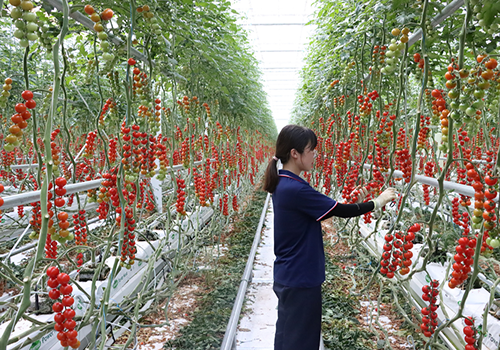 北京市召開種植業(yè)穩(wěn)產(chǎn)保供工作推進(jìn)視頻會議